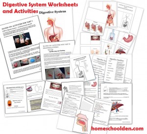 Digestive System Worksheets and Lapbook