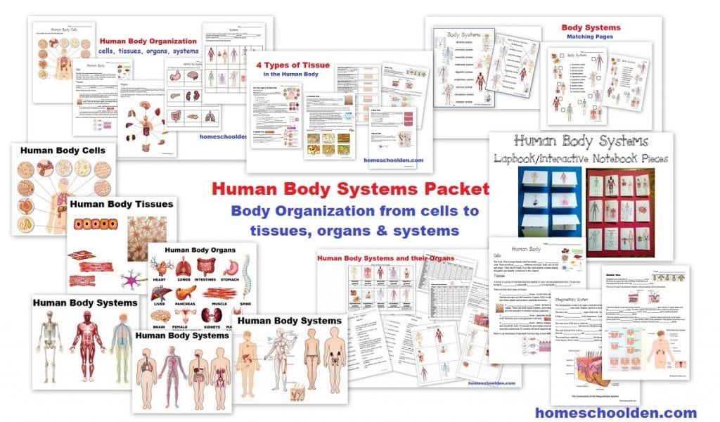 Human Body Systems Worksheets for Kids