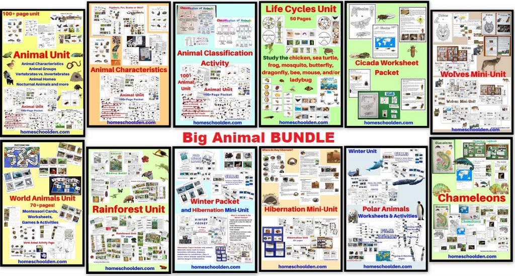 Animal Units - Vertebrates-Invertebrates, Rainforest, Lifecycles, and more!